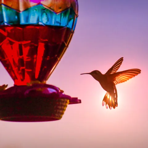 A hummingbird is silhouetted next to a colorful feeder. 