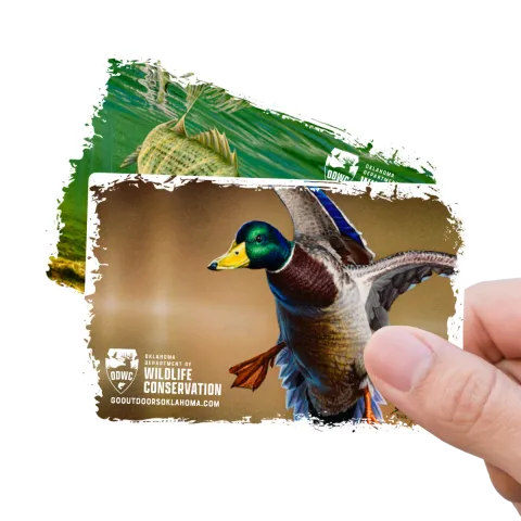 hand holding both 2023 cards