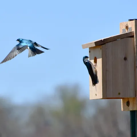 Two blue and white swallows near a supplemental nest box