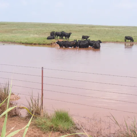 Black cows standing in a muddy pond. 