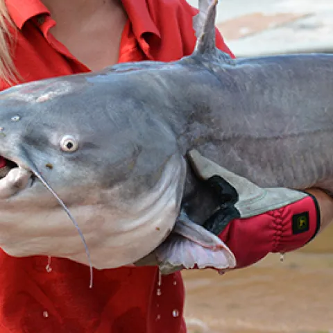 Catfish Angler Guide