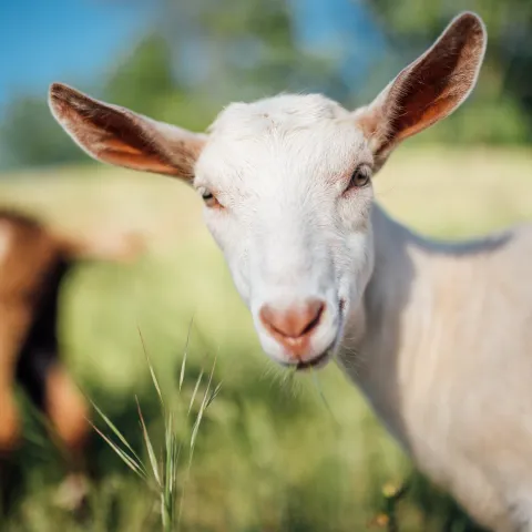 A light-colored goat with long ears.