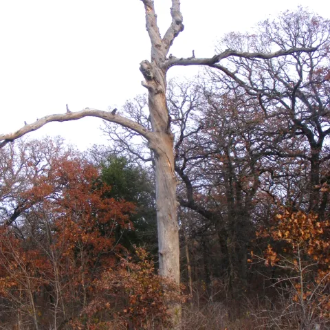 A dead and twisted tree stands in a colorful forest. 