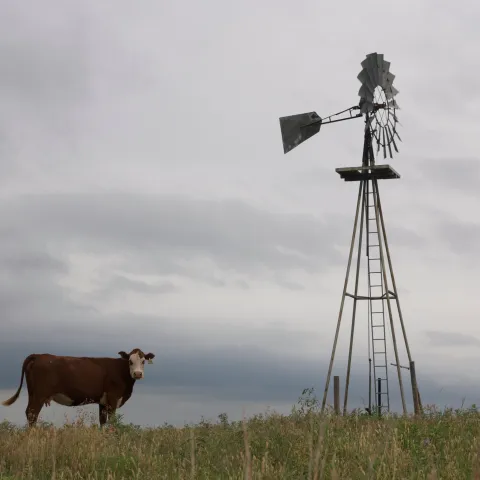 A red cow with a white face stands next to a windmill.