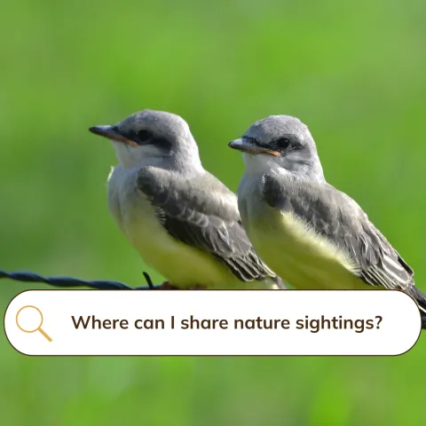 Two gray and yellow western kingbird hatchlings perched on a barbed wire with a search bar superimposed on the image with text "where can I share nature sightings".
