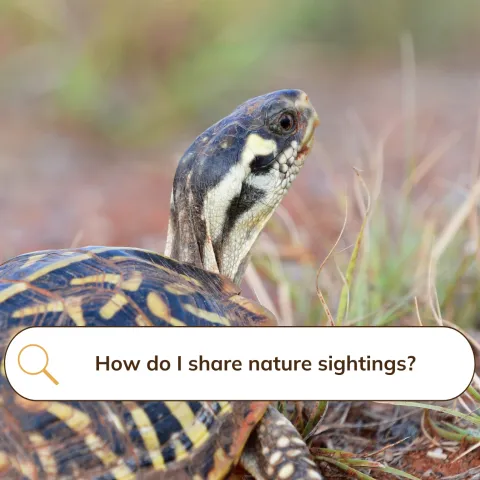 A black and yellow turtle with a search bar superimposed asking "How do I share nature sightings