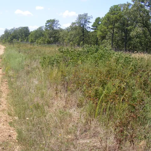 Trees have been removed from next to a dirt road.