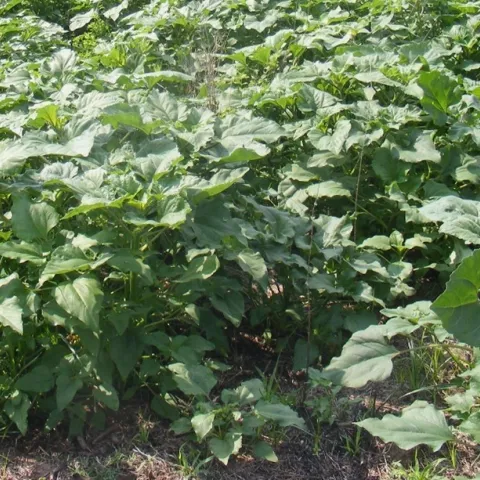 A close up of dark green sunflower plants growing.