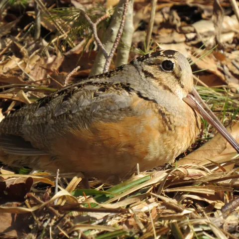 A brown and tan bird with a long bill blends into the background. 