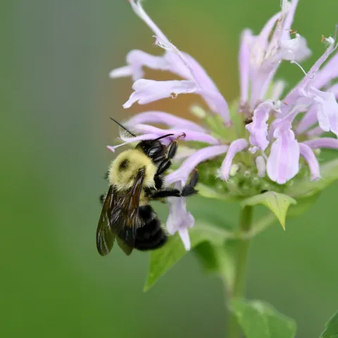 A black and yellow bumble bee feeds on a purple flower.