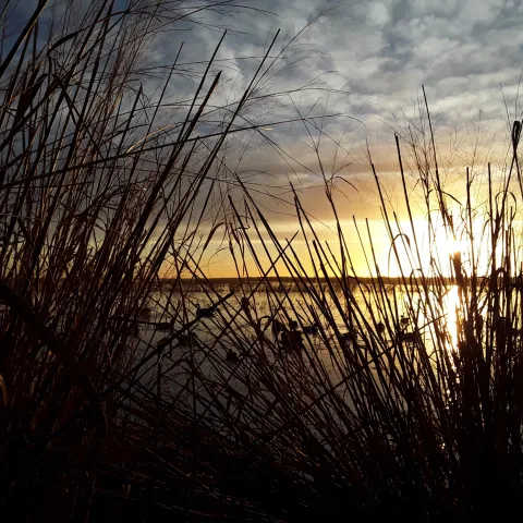 The sun shines low on a wetland with ducks in the background and thick grasses in the foreground.