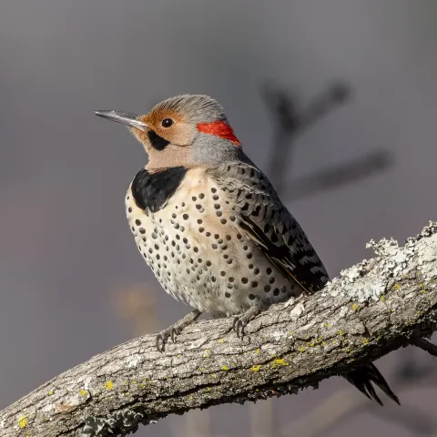 A brown bird with a dark collar and spots on its breast perches on a limb. 