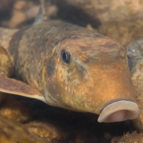 A tan fish with an elongaged snout swims along the cobble. 