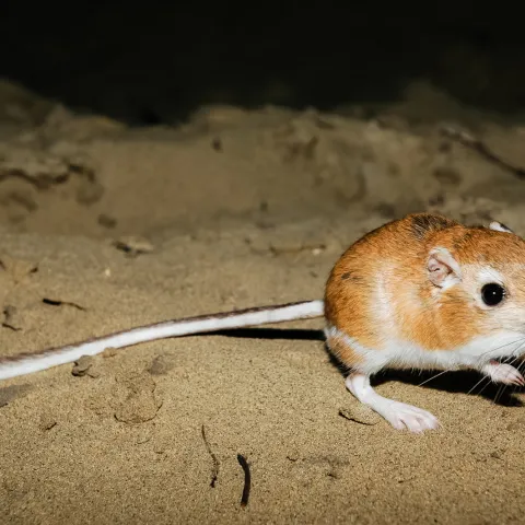 A light brown kangaroo rat, with long hind feet and an even longer tail sits on a sandy hill. 