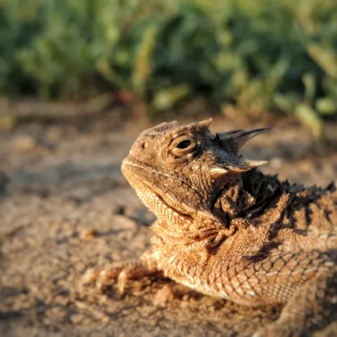 A brown lizard lays on the sandy ground.