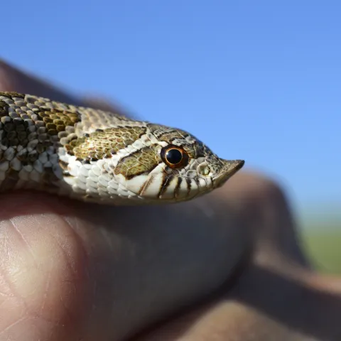 An image of a snake with barring on the face and an upturned snout in hand. 