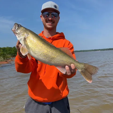 Walleye