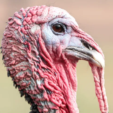 A close up photo of a wild turkey head. 