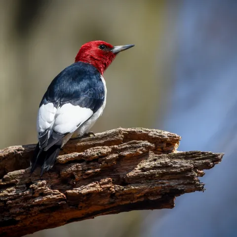 A bird with a red head, black back and white wingtips perches on a broken branch. 