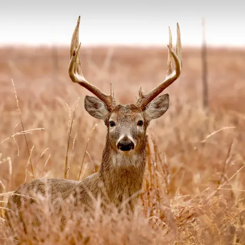 A photo of an antlered deer peering over tall grass.