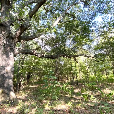 A large red oak tree with a wide, open crown and horizontal limbs. 