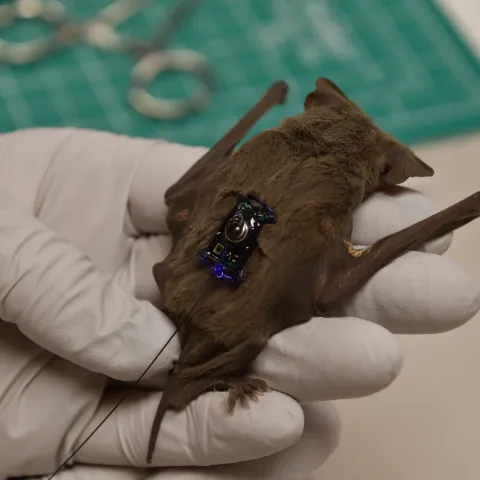 A Mexican free-tailed bat with a small transmitter on its back in a gloved hand. 