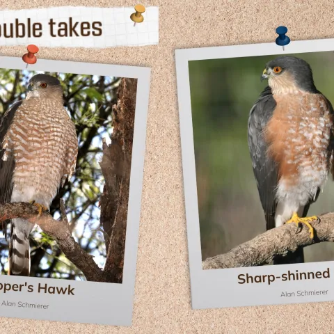 A corkboard with images of two gray raptors with red barring on their breasts.