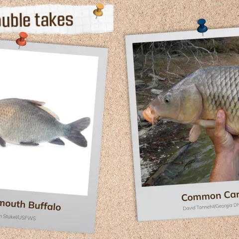 A corkboard with images of two fish.