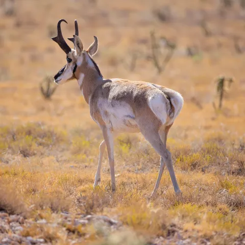 A buck pronghorn with black horns in the shortgrass prairie.