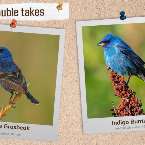 A corkboard with images of two blue songbirds. 