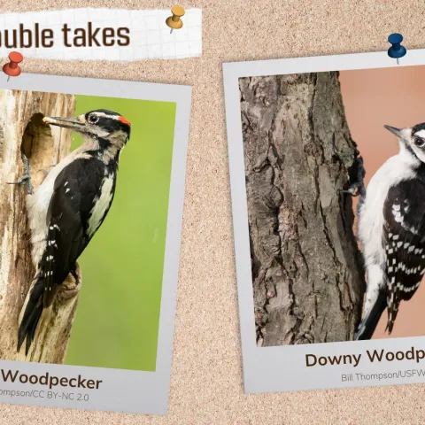 A corkboard with images of two black and white woodpeckers