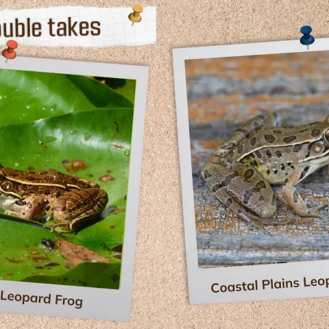 A corkboard with images of two frogs. 