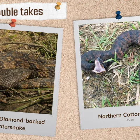 A corkboard with images of two snakes.