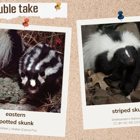 A corkboard with images of two skunks