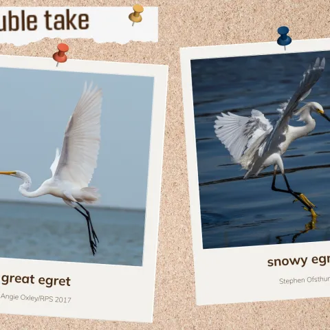 A corkboard with images of two white waterbirds
