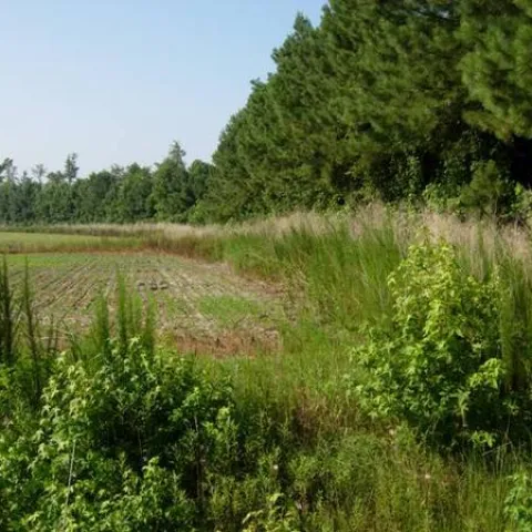 Field-forest border with a fallow border.