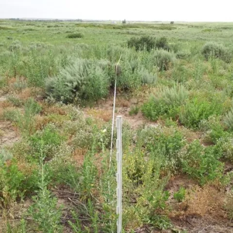 A landscape image in a sand sagebrush habitat with a measuring tape stretched in the middle of the image. 