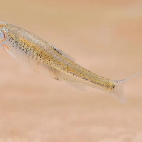 A small fish swimming with sand in the background