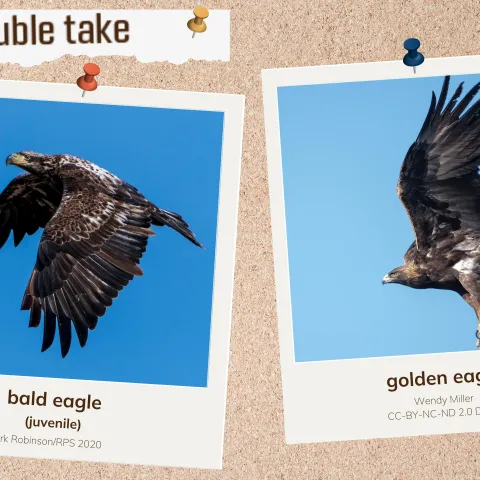 A corkboard with images of two dark eagles. 