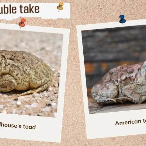 A corkboard with images of two tan colored toads. 