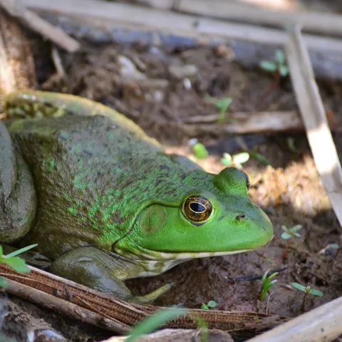 A green frog with large eyes and long legs sits on mud
