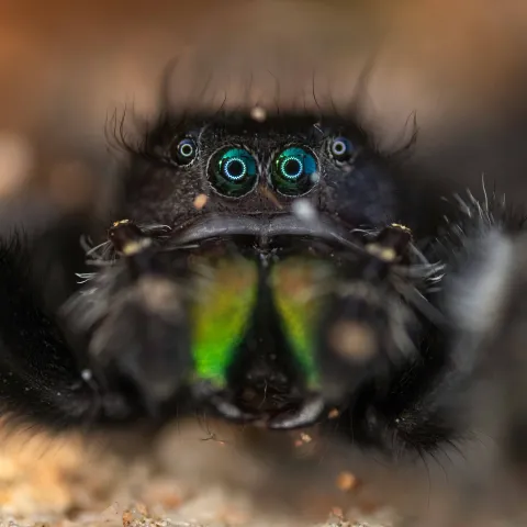A black spider with green mouthparts and four of its eight eyes showing faces the camera.