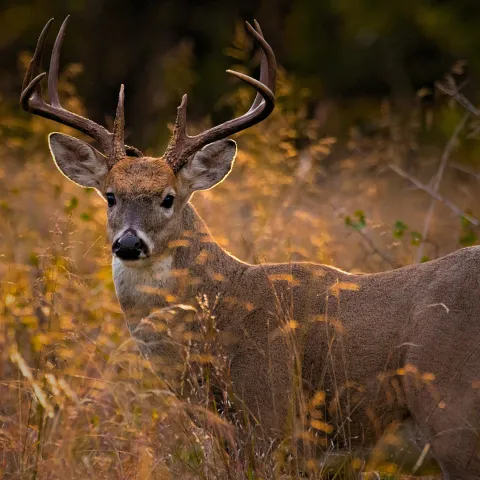 A majestic Oklahoma whitetail buck is photographed looking towards the camera.