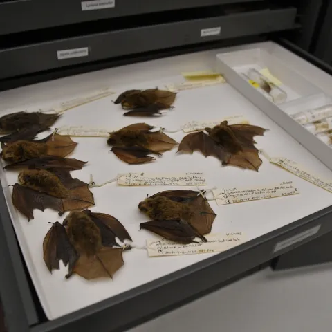 A museum tray of preserved bats with attached identification tags. 