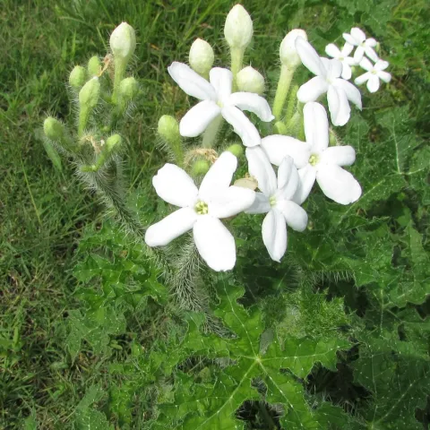 A green plant with spines on the stem and white flowers with five petals. 
