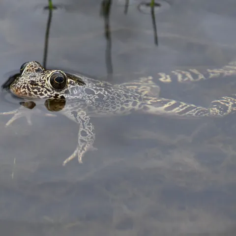 A tan frog with dark blotches floats in the water. 