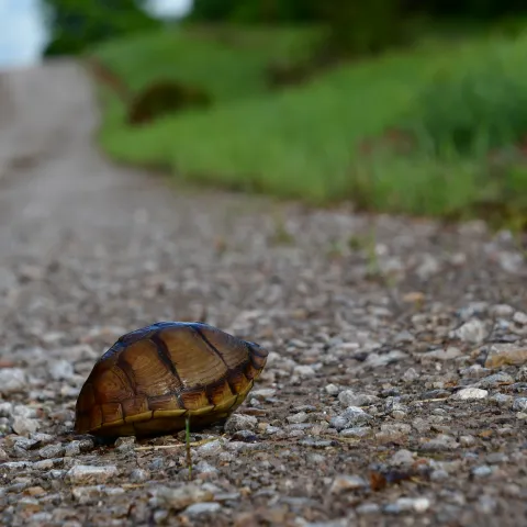 A turtle with a brown shell on the side of a gravel road. 