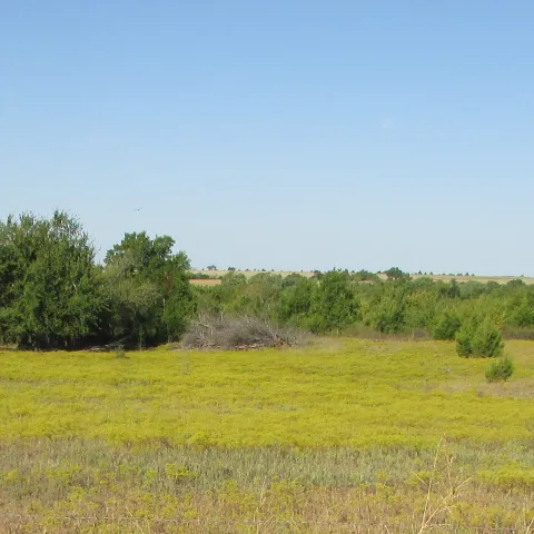 A field covered in yellow flowers showing overgrazing. 