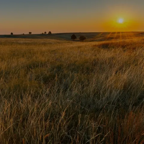 A view of upland prairie during the sunset.