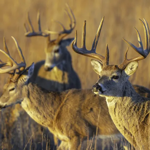 bucks looking on